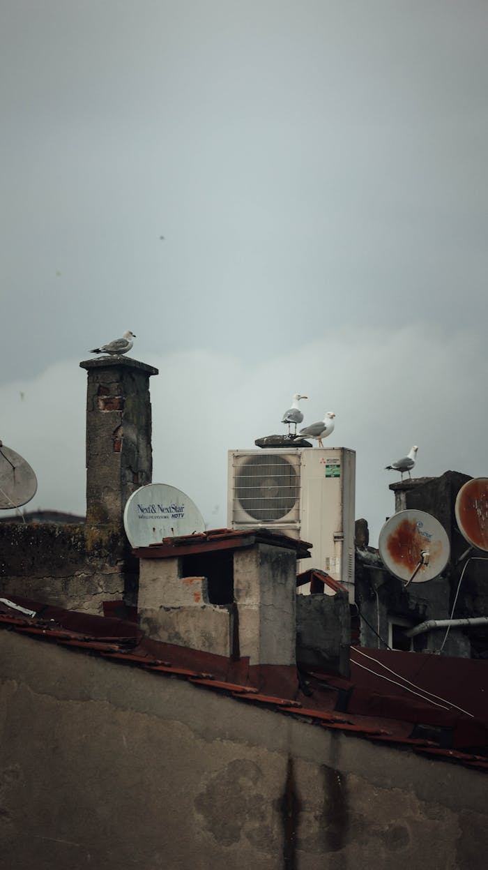Rooftop scene with birds perched on antennas and AC units, creating an urban atmosphere.